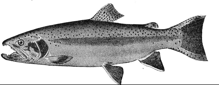 Oncorhynchus mykiss_0001.jpg